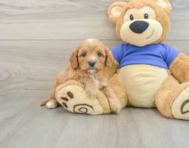 6 week old Cavapoo Puppy For Sale - Florida Fur Babies