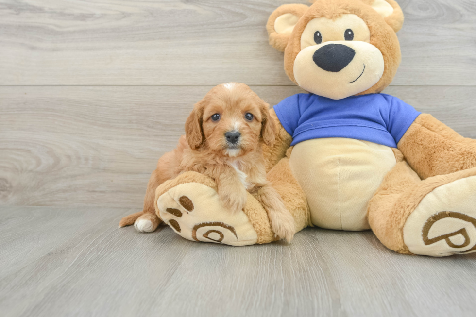 Small Cavapoo Baby