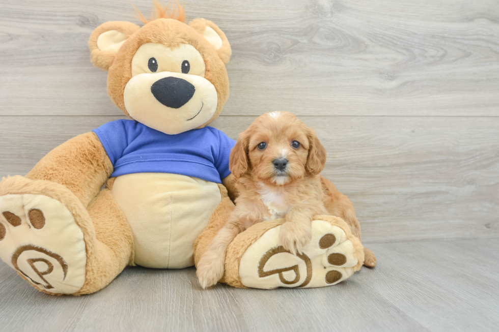 Funny Cavapoo Poodle Mix Pup