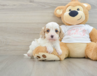 7 week old Cavapoo Puppy For Sale - Florida Fur Babies