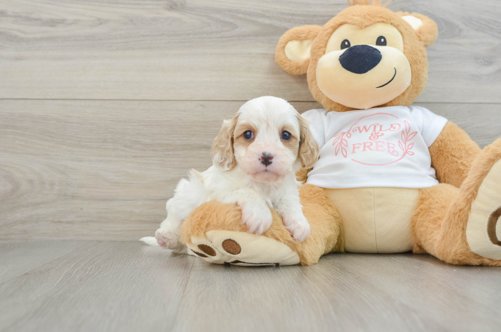 7 week old Cavapoo Puppy For Sale - Florida Fur Babies