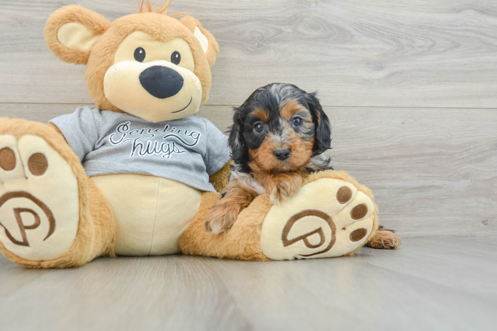 Friendly Cavapoo Baby