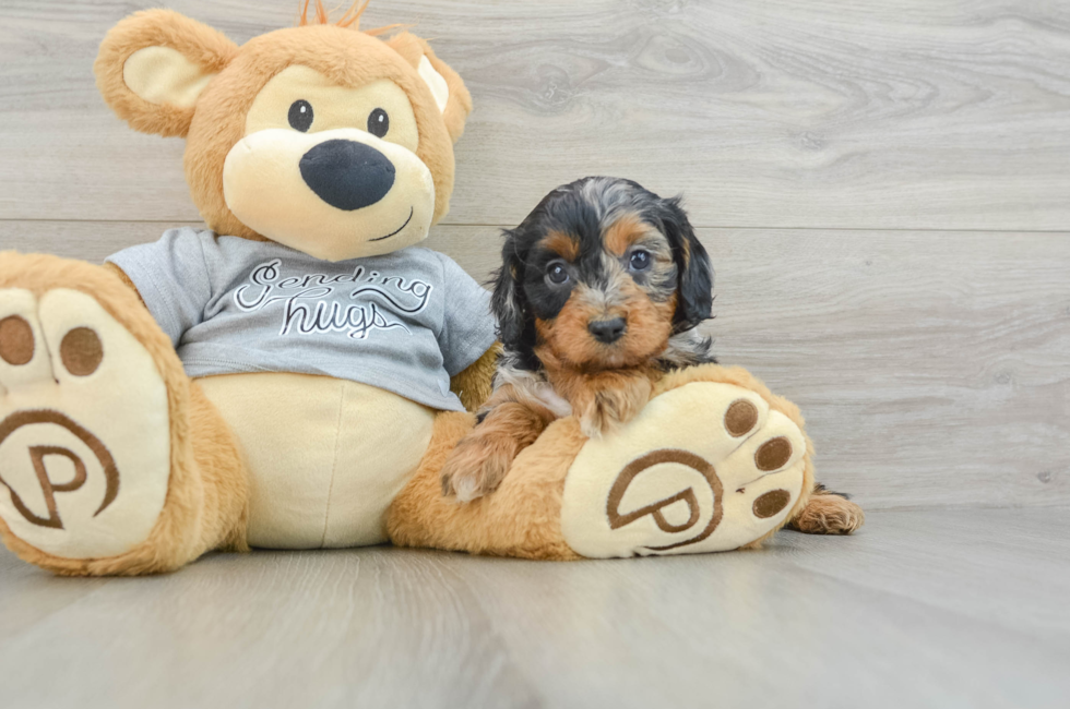 7 week old Cavapoo Puppy For Sale - Florida Fur Babies