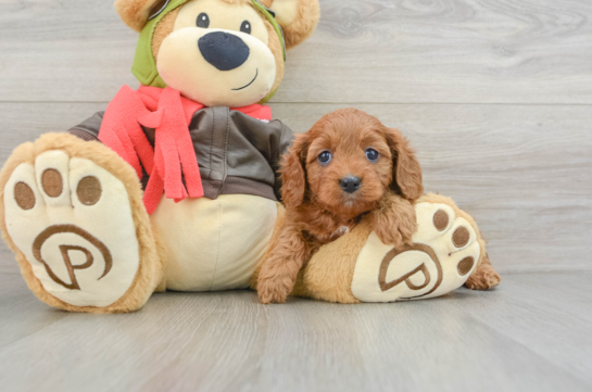 Cavapoo Pup Being Cute