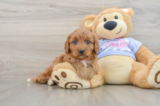 Adorable Cavalier King Charles Spaniel and Poodle Mix Poodle Mix Puppy
