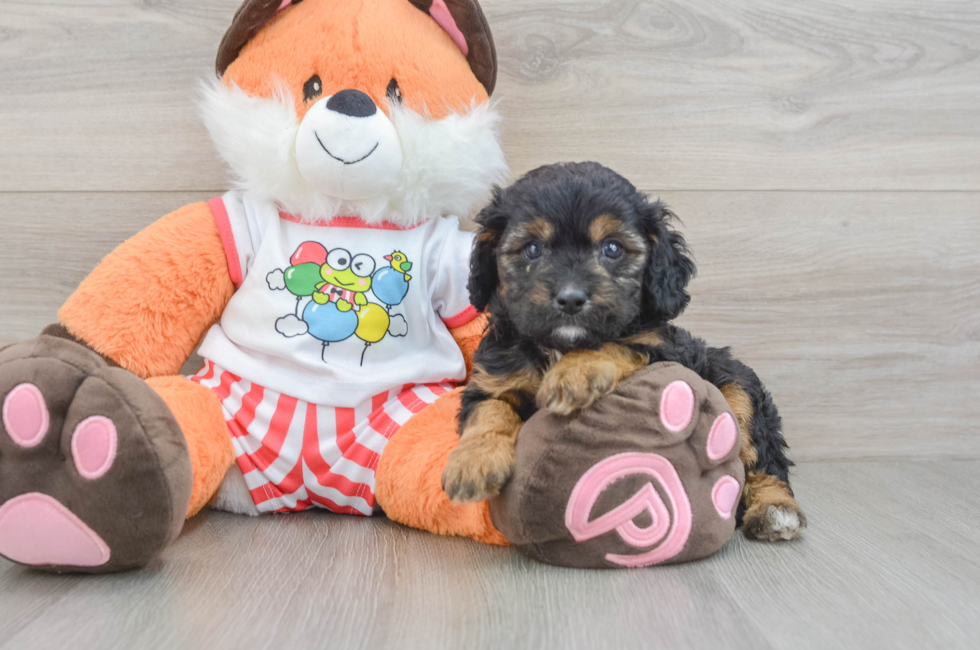 7 week old Cavapoo Puppy For Sale - Florida Fur Babies