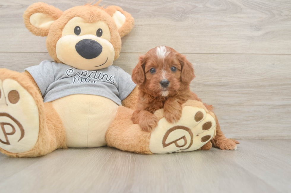 5 week old Cavapoo Puppy For Sale - Florida Fur Babies