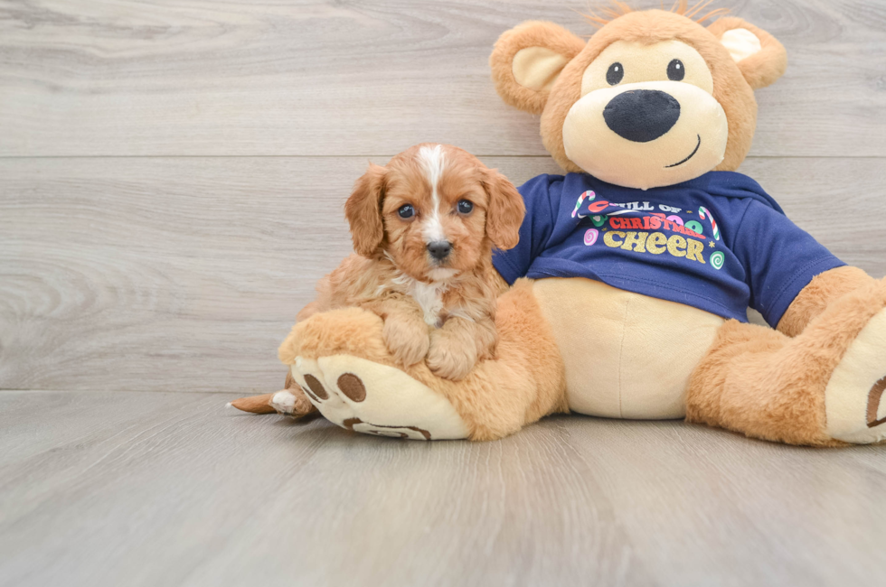 5 week old Cavapoo Puppy For Sale - Florida Fur Babies