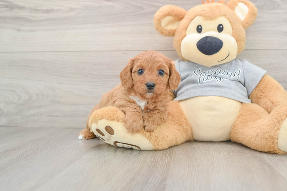 Playful Cavapoodle Poodle Mix Puppy