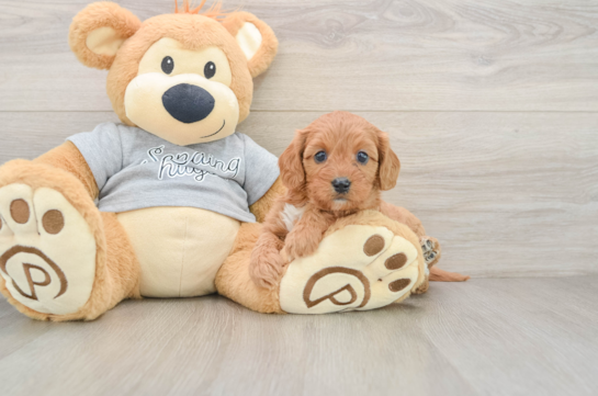 Petite Cavapoo Poodle Mix Pup