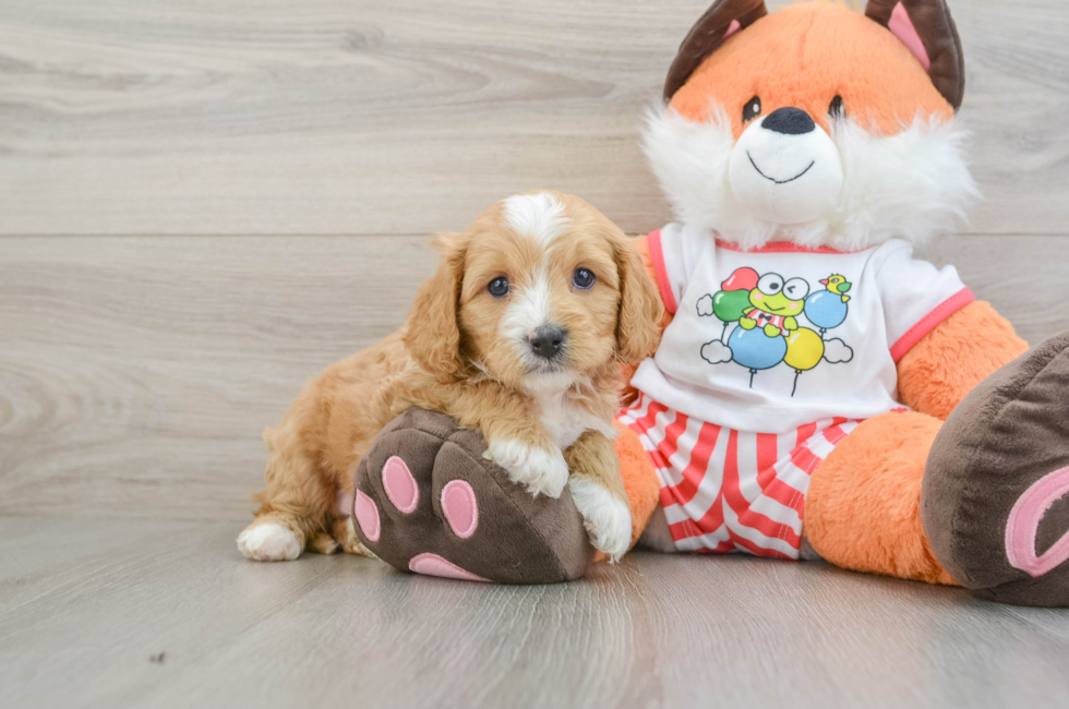 7 week old Cavapoo Puppy For Sale - Florida Fur Babies