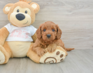7 week old Cavapoo Puppy For Sale - Florida Fur Babies