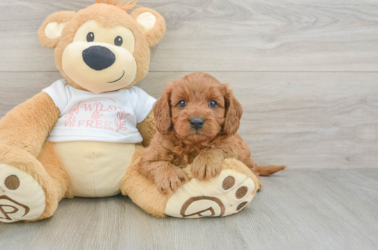 Cavapoo Pup Being Cute