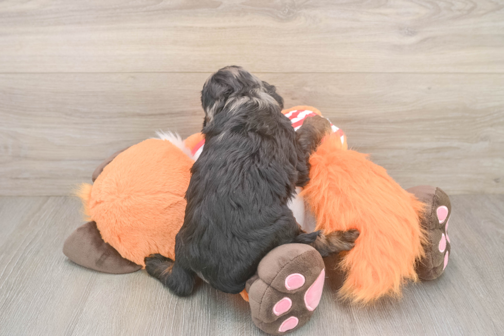 Cavapoo Puppy for Adoption