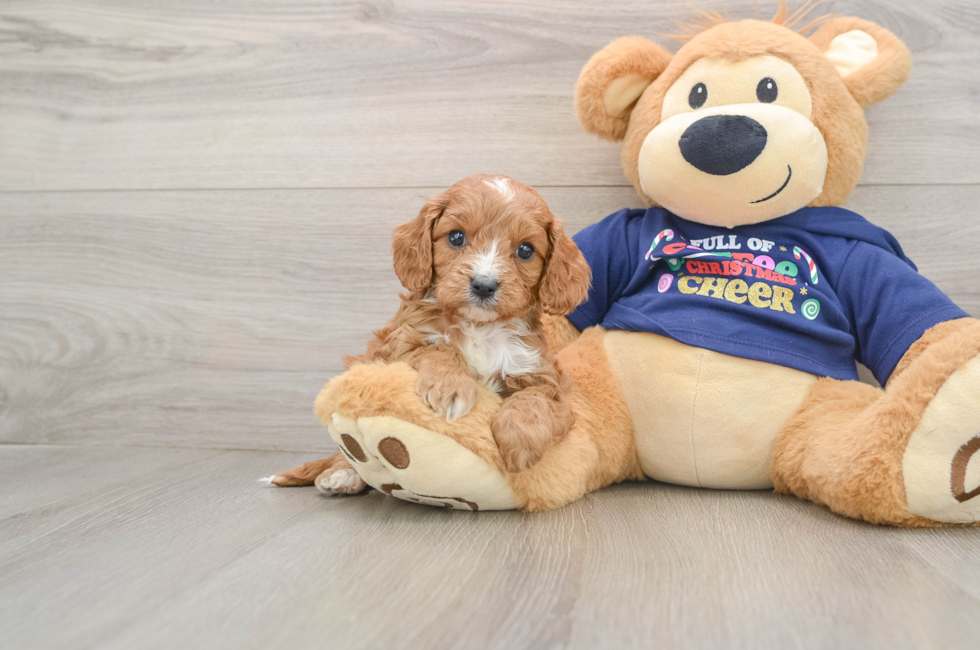 5 week old Cavapoo Puppy For Sale - Florida Fur Babies