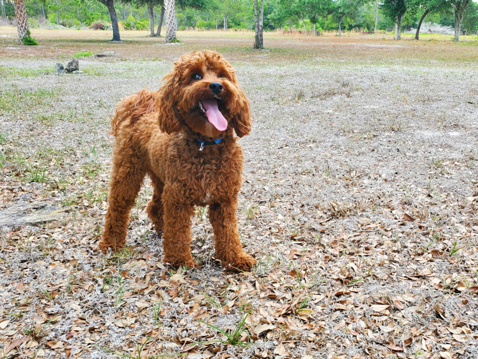 Meet Remy - our Cavapoo Puppy Photo 3/4 - Florida Fur Babies