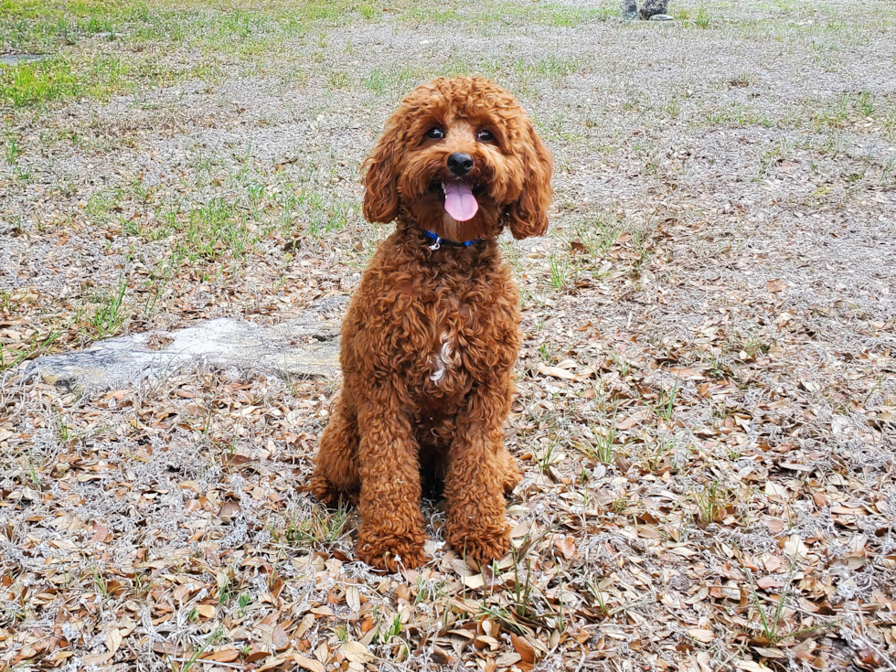 Meet Remy - our Cavapoo Puppy Photo 4/4 - Florida Fur Babies