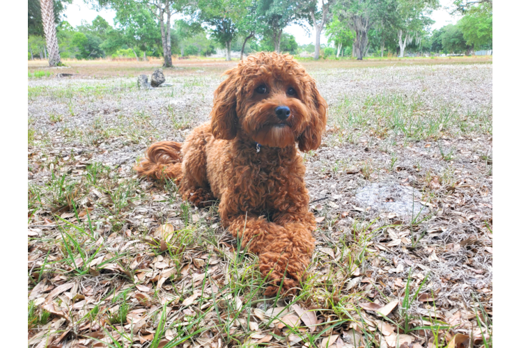 Meet Remy - our Cavapoo Puppy Photo 1/4 - Florida Fur Babies