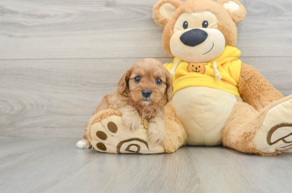 5 week old Cavapoo Puppy For Sale - Florida Fur Babies