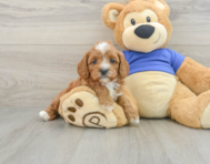 7 week old Cavapoo Puppy For Sale - Florida Fur Babies