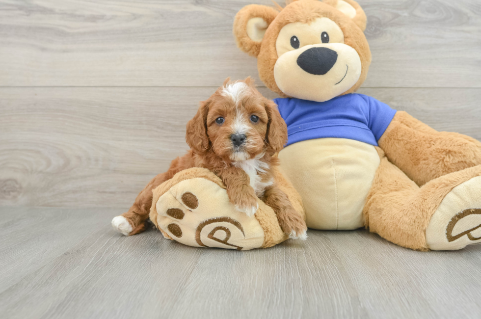 6 week old Cavapoo Puppy For Sale - Florida Fur Babies