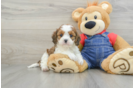 Cavapoo Pup Being Cute