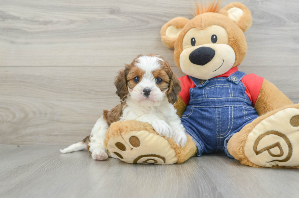 7 week old Cavapoo Puppy For Sale - Florida Fur Babies