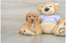 Best Cavapoo Baby