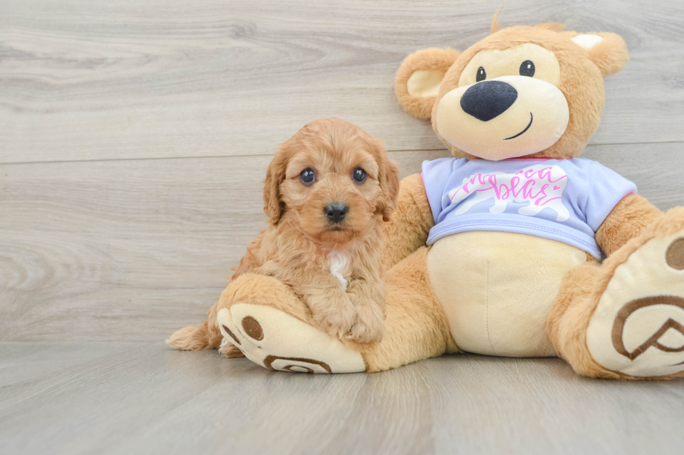 Best Cavapoo Baby