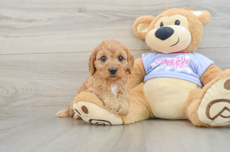 6 week old Cavapoo Puppy For Sale - Florida Fur Babies