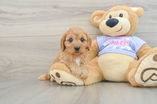 Best Cavapoo Baby