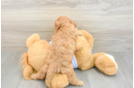 Funny Cavapoo Poodle Mix Pup
