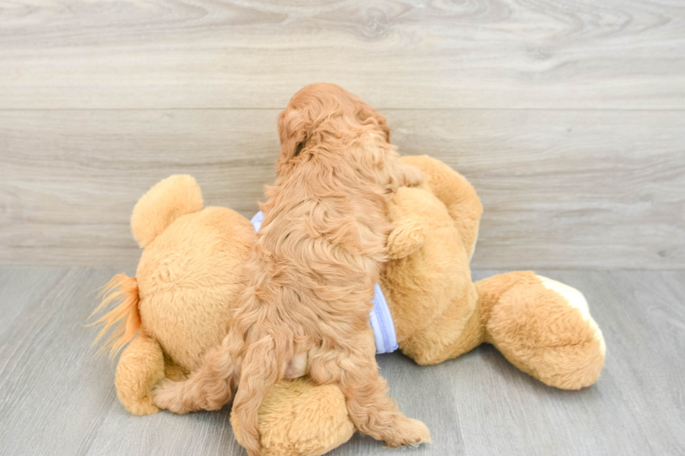 Funny Cavapoo Poodle Mix Pup