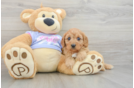 Best Cavapoo Baby