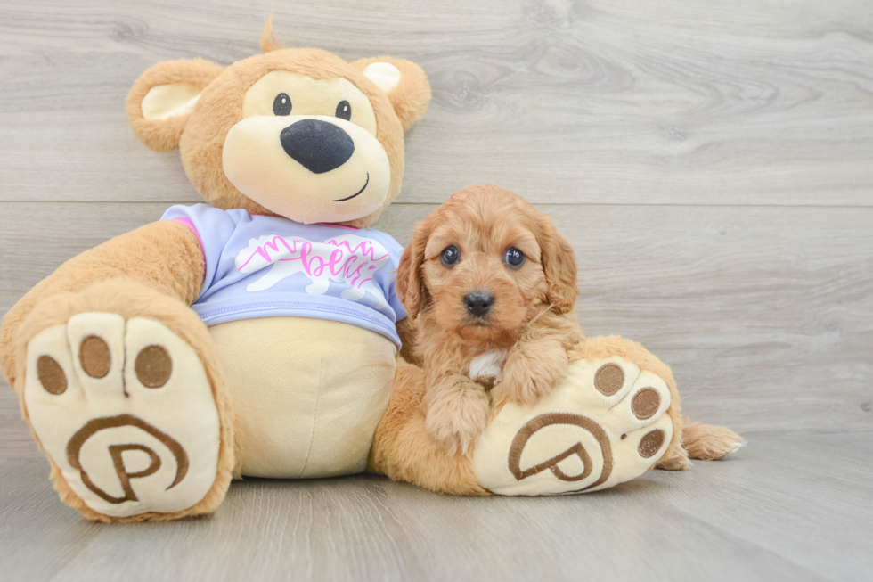 Best Cavapoo Baby