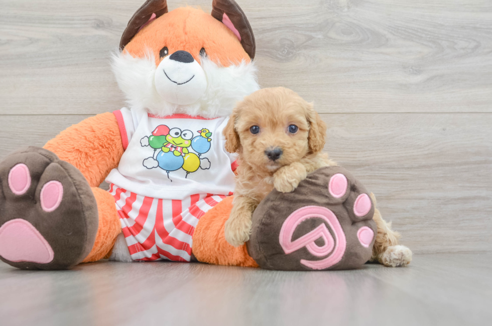 7 week old Cavapoo Puppy For Sale - Florida Fur Babies