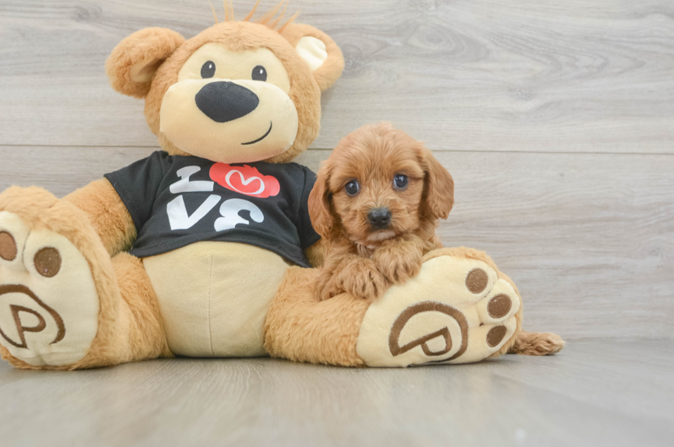 5 week old Cavapoo Puppy For Sale - Florida Fur Babies