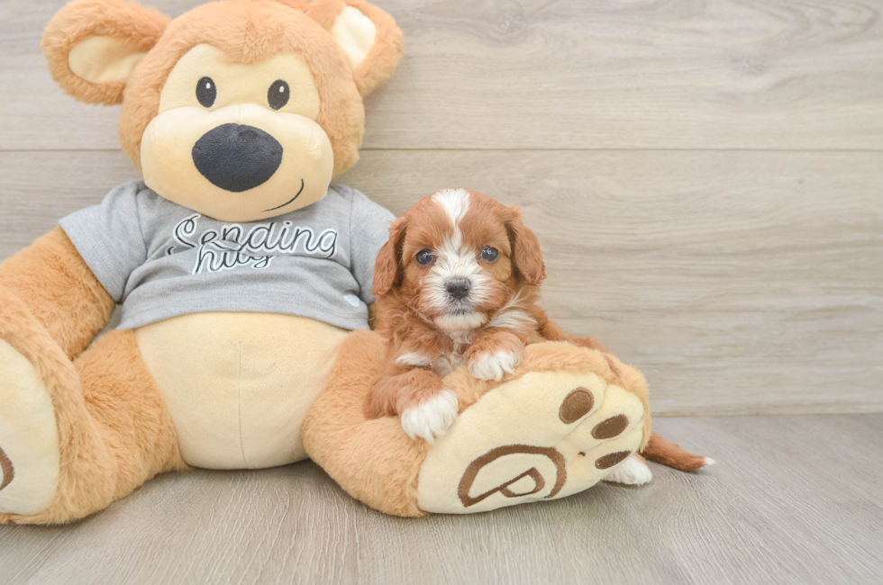 5 week old Cavapoo Puppy For Sale - Florida Fur Babies