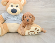 8 week old Cavapoo Puppy For Sale - Florida Fur Babies