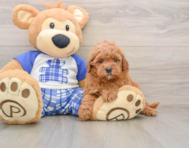 8 week old Cavapoo Puppy For Sale - Florida Fur Babies