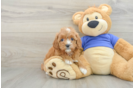 Cute Cavapoo Baby