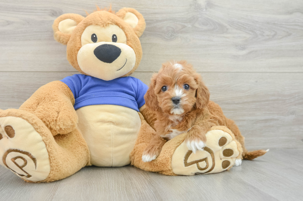 7 week old Cavapoo Puppy For Sale - Florida Fur Babies