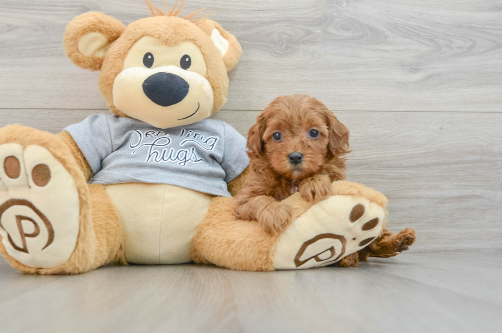 6 week old Cavapoo Puppy For Sale - Florida Fur Babies