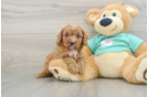 Smart Cavapoo Poodle Mix Pup