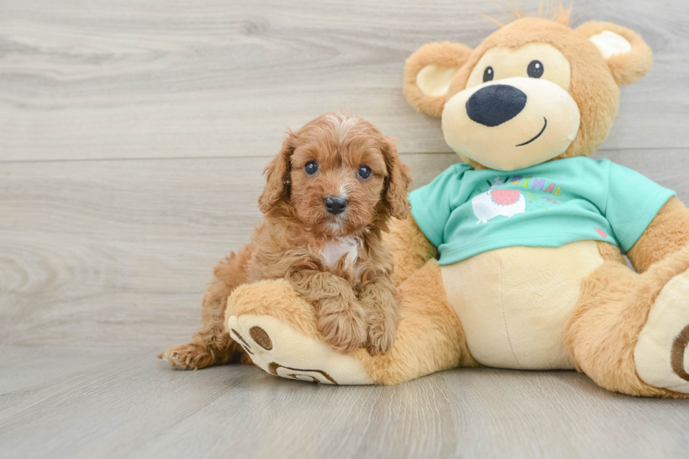 Smart Cavapoo Poodle Mix Pup