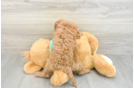 Sweet Cavapoo Baby