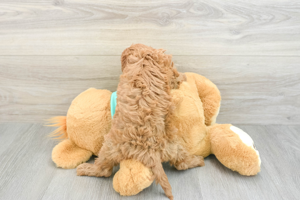 Sweet Cavapoo Baby