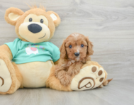 8 week old Cavapoo Puppy For Sale - Florida Fur Babies