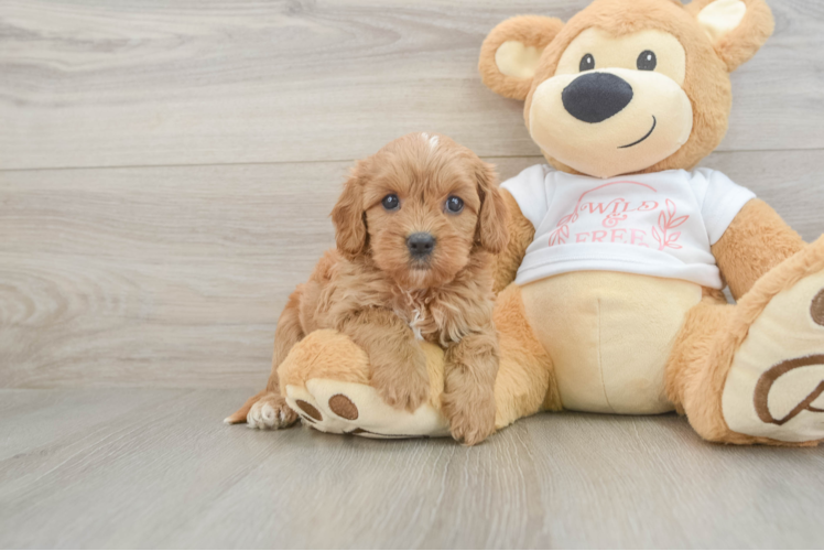 Best Cavapoo Baby