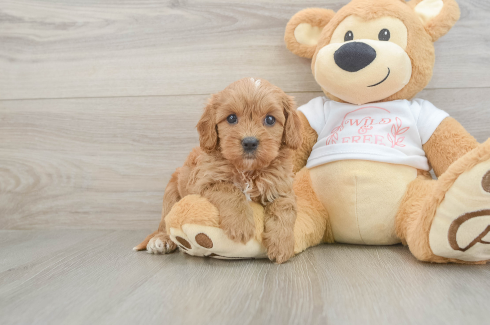 6 week old Cavapoo Puppy For Sale - Florida Fur Babies